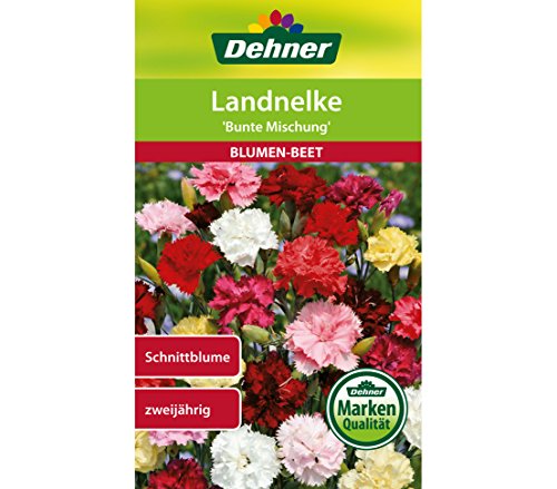 dehner-landnelke-bunte-mischung-blumensamen-5er-pack-zweij-hrig image 3