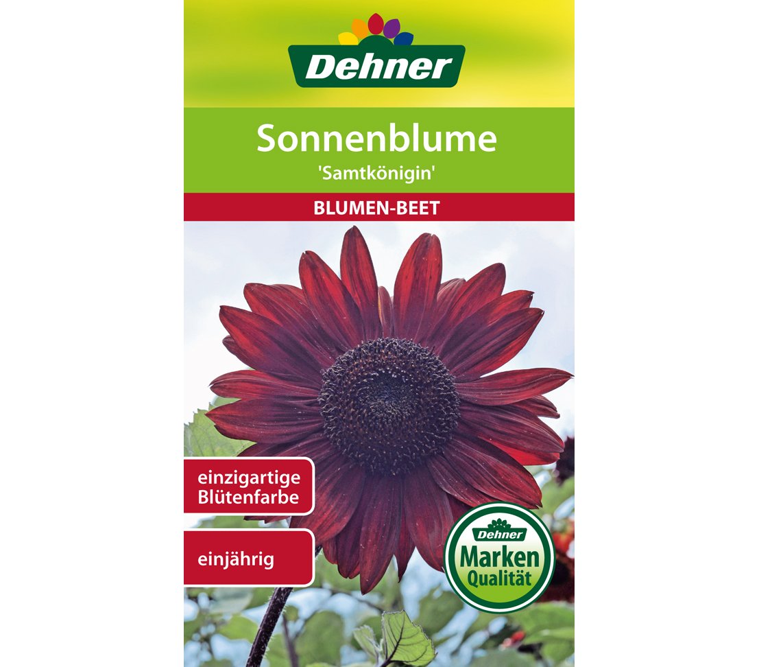 dehner-sonnenblume-samtk-nigin-blumensamen-5er-pack-rostrot image 1