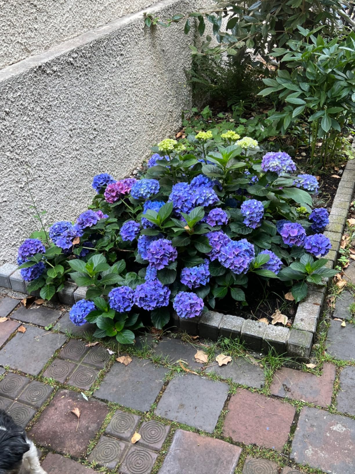 Fleck auf Stein
