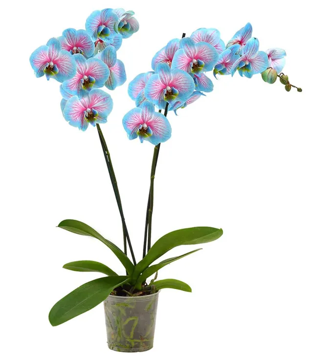dehner-blue-wonder-schmetterlingsorchidee-hellblau-pink-50-60-cm image 1