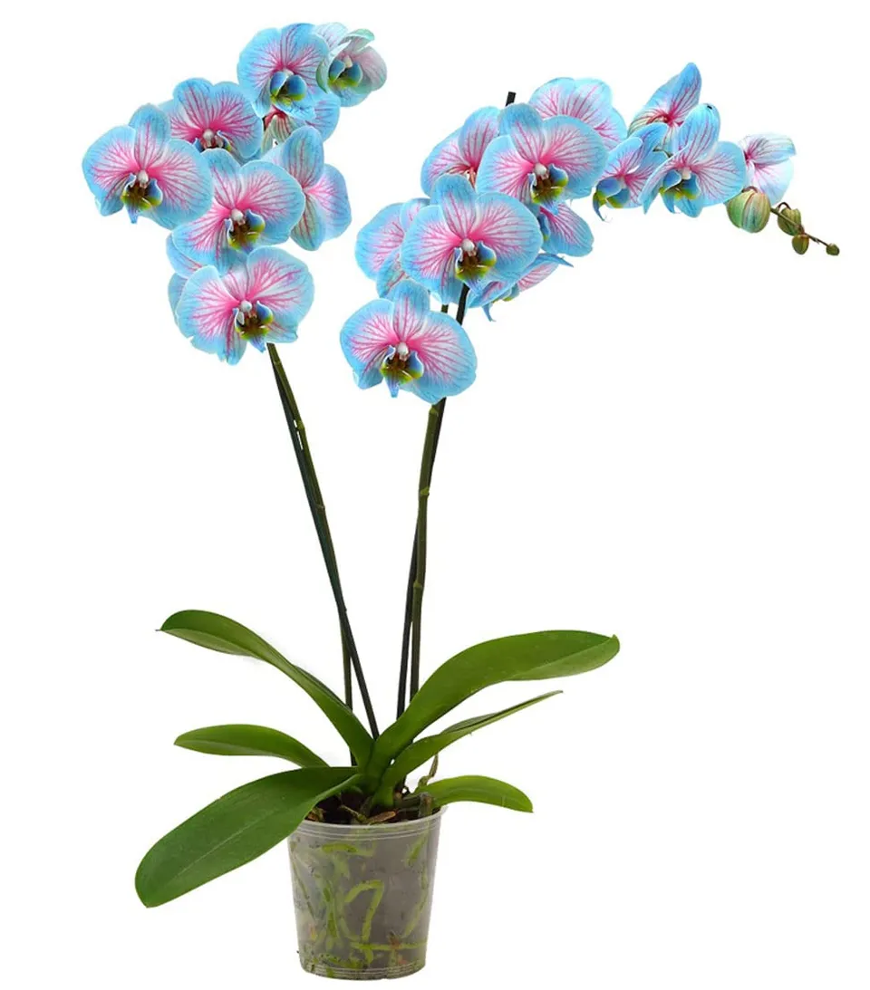 dehner-blue-wonder-schmetterlingsorchidee-hellblau-pink-50-60-cm image 1