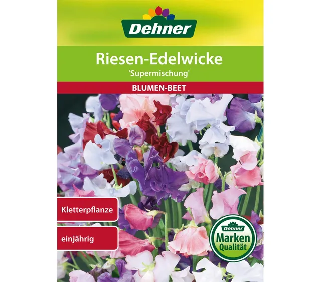 dehner-wild-nature-riesen-edelwicke-supermischung-blumensamen-5er-pack-duftend image 1