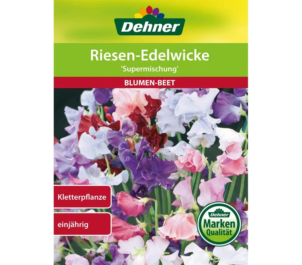 dehner-wild-nature-riesen-edelwicke-supermischung-blumensamen-5er-pack-duftend image 1