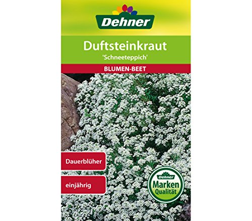dehner-duftsteinkraut-schneeteppich-blumensamen-5er-pack-wei image 3