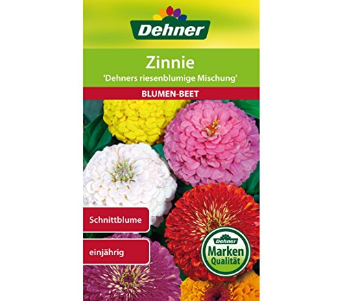 dehner-zinnie-riesenblumige-mischung-blumensamen-5er-pack image 3