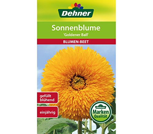 dehner-sonnenblume-goldener-ball-blumensamen-5er-pack-gef-llt image 4