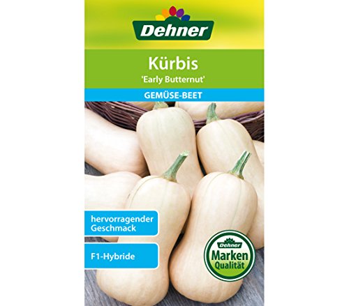 dehner-k-rbis-early-butternut-gem-sesamen-5er-pack-f1-hybride image 3