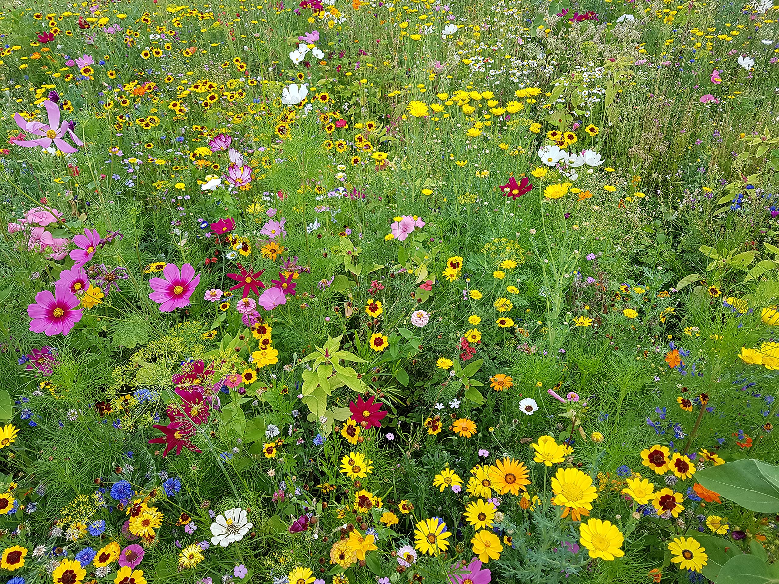 dehner-natura-schmetterlingswiese-blumensamen-250-g-mehrj-hrig image 2