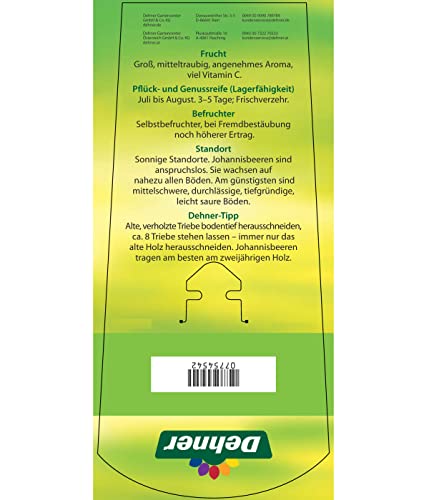 dehner-johannisbeere-schwarze-perle-beerenstrauch-70-80-cm image 8