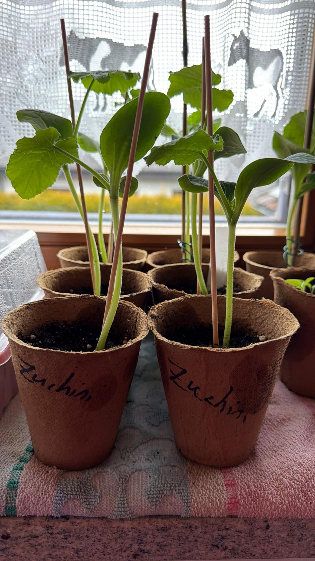 Tomaten keimen