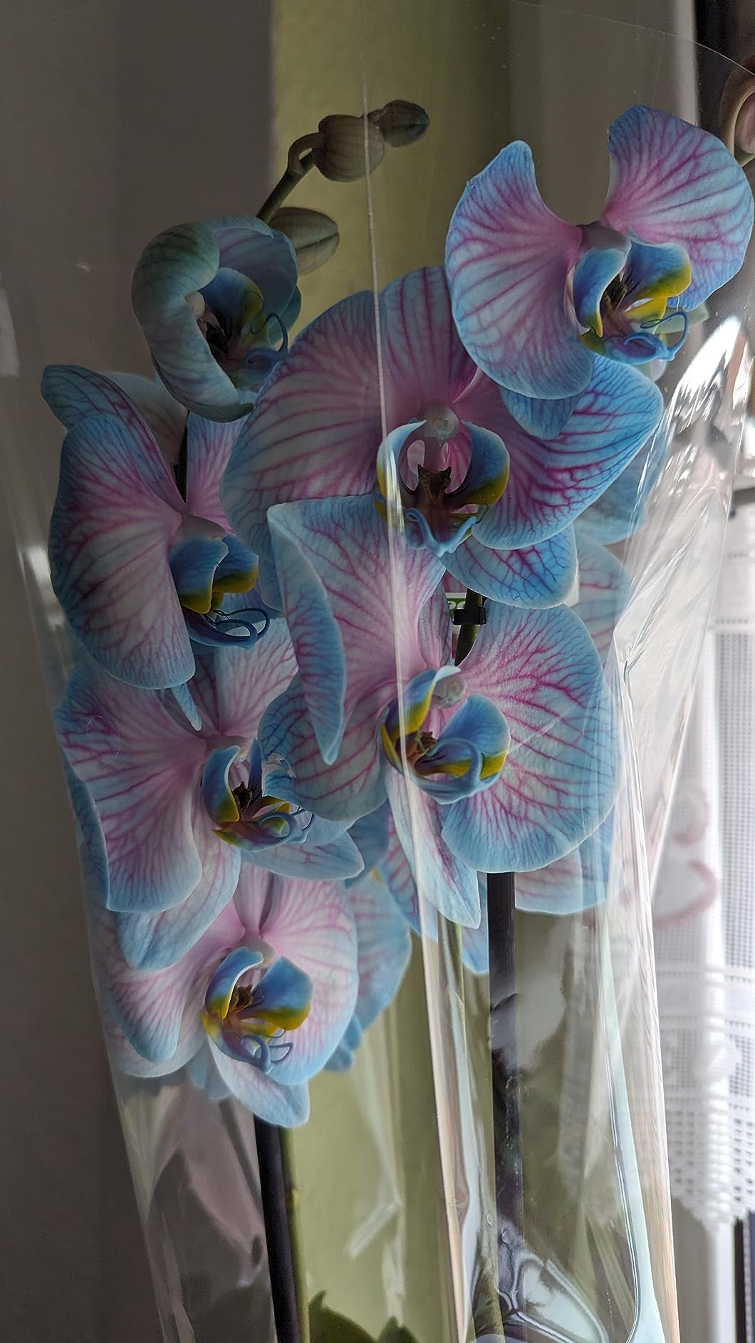 Blüten frisch