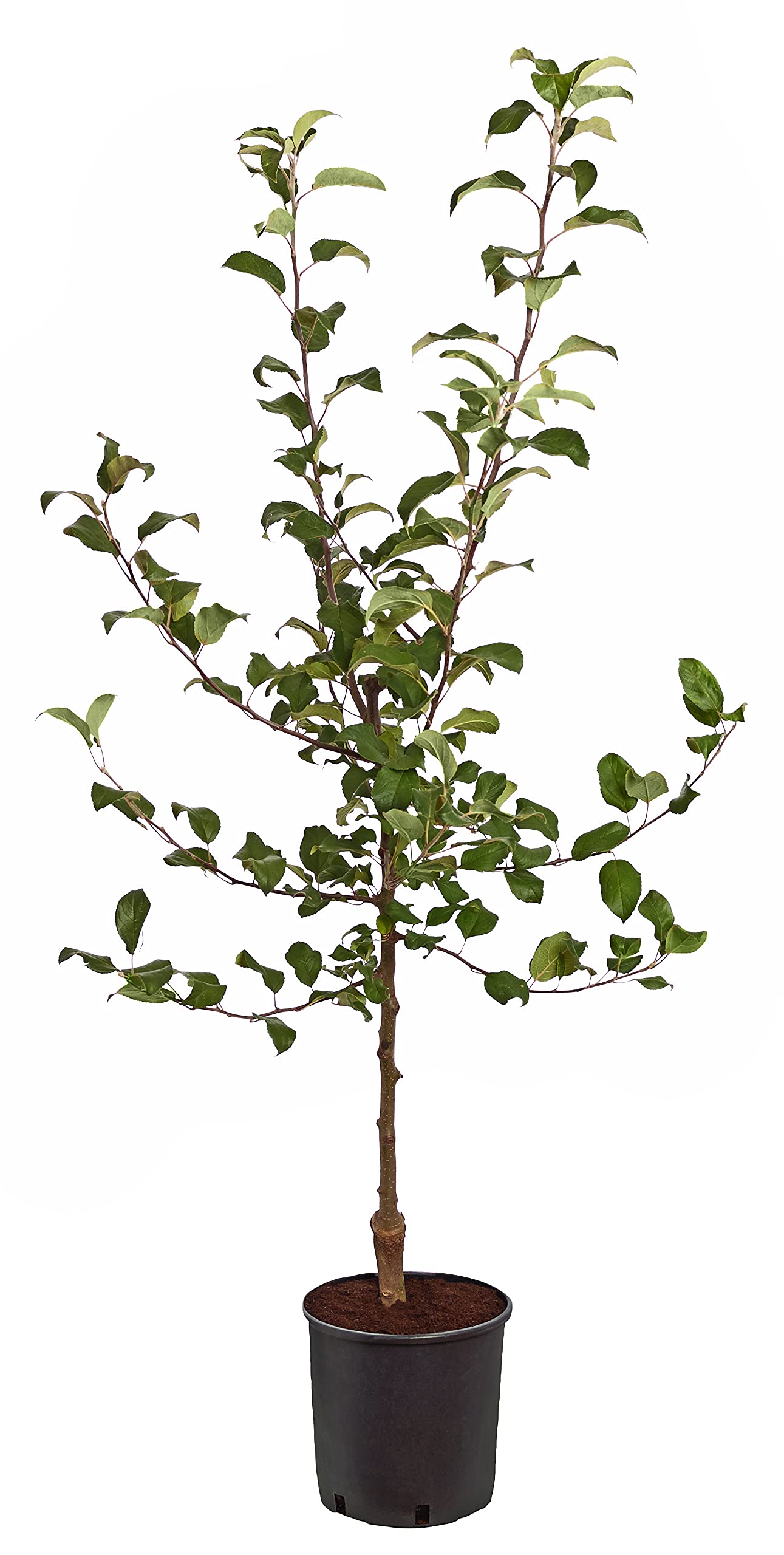 dehner-baya-marisa-apfelbaum-150-200-cm-rotfleischig-sonnig image 2