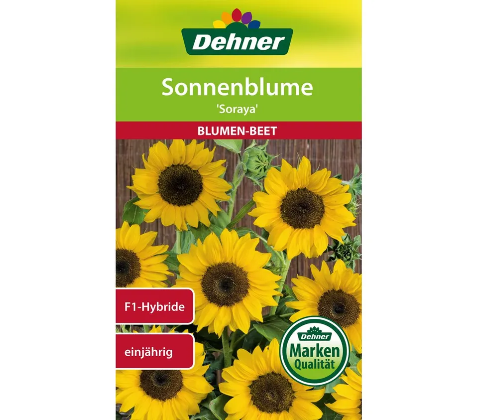 dehner-sonnenblume-soraya-blumensamen-5x6g-gelb image 1