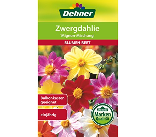 dehner-zwergdahlie-mignon-mischung-samen-5er-pack-einj-hrig image 3