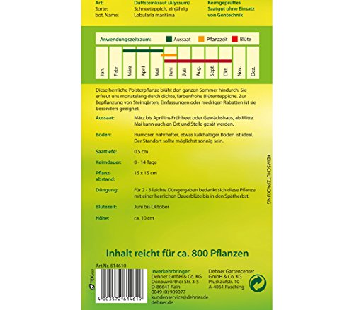 dehner-duftsteinkraut-schneeteppich-blumensamen-5er-pack-wei image 4