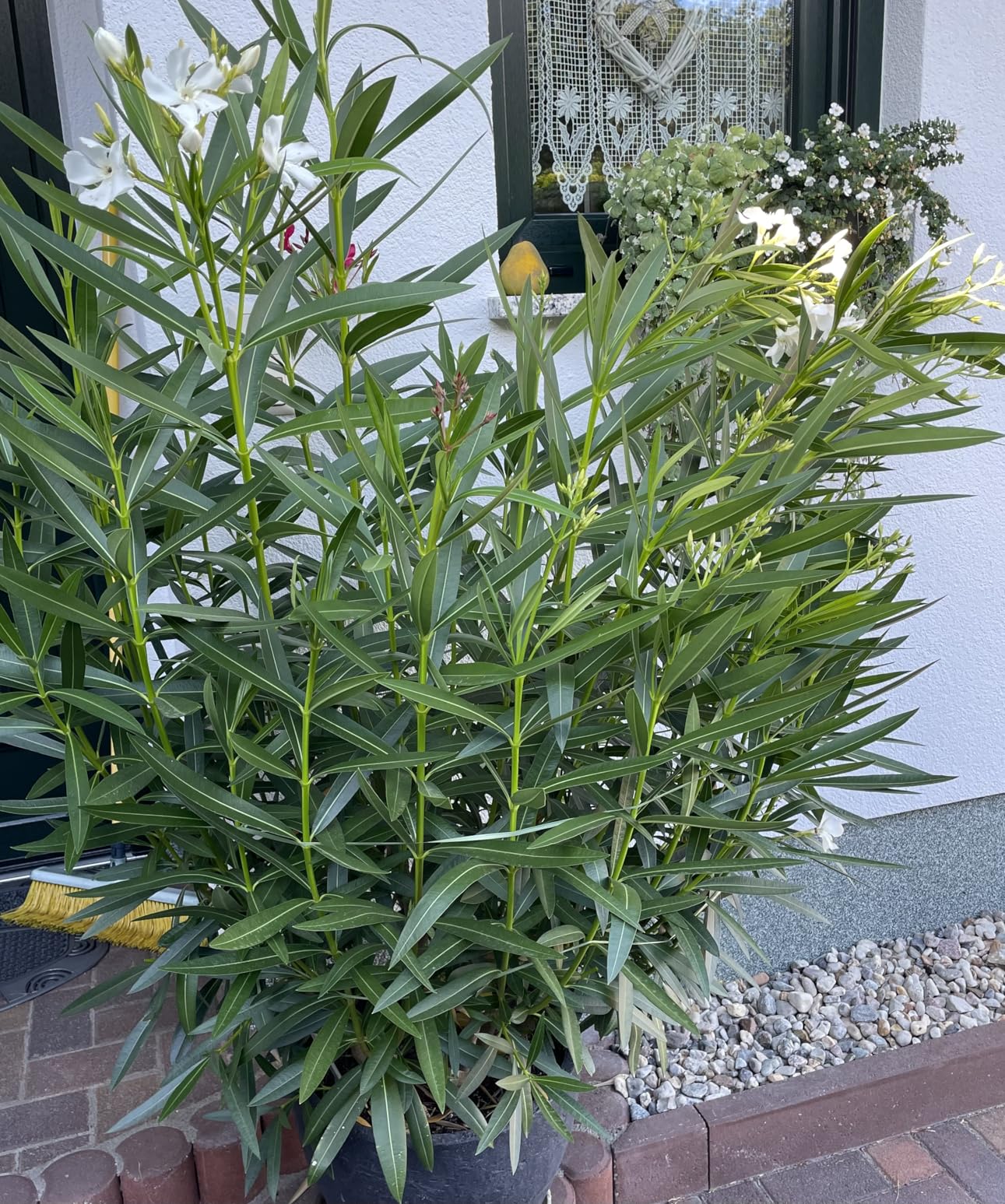 Oleander treibt aus