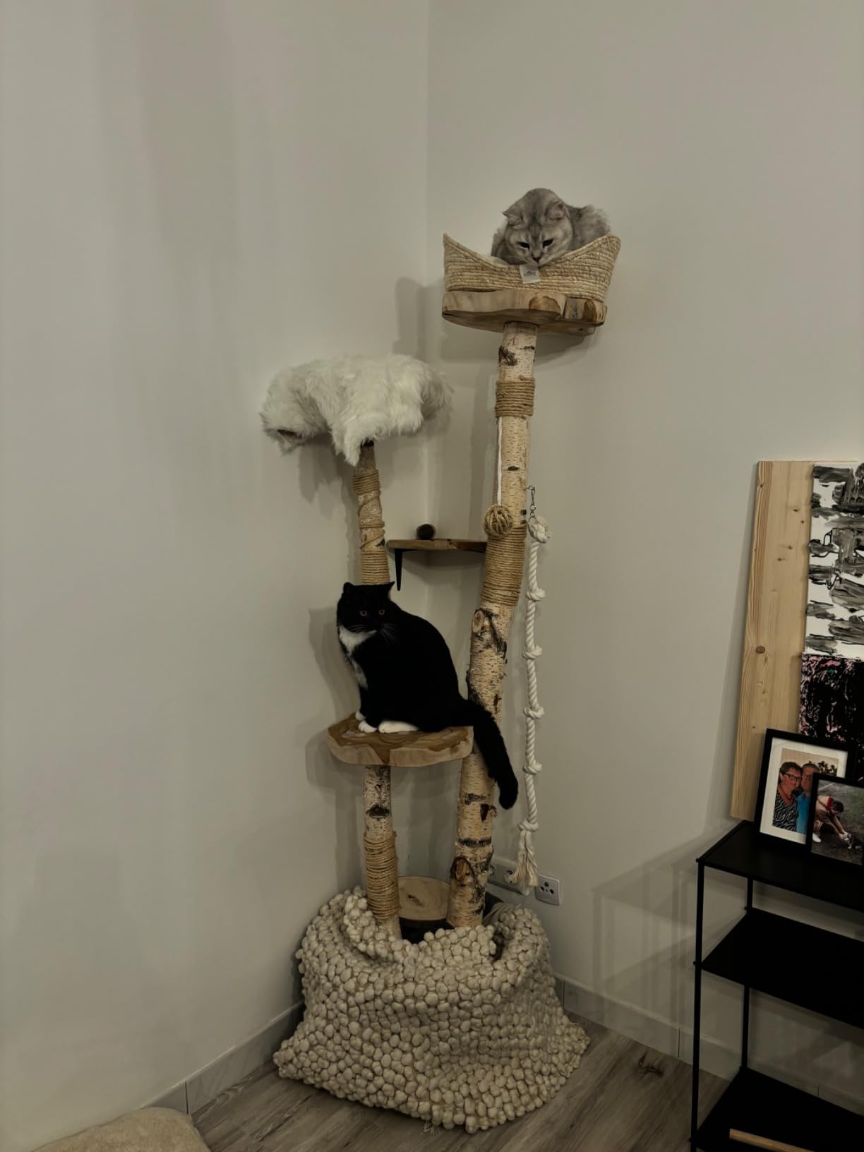 Katze schläft drin