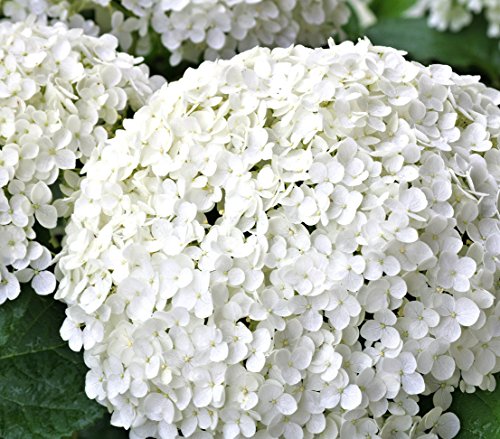 dehner-strong-annabelle-hortensie-creme-wei-3-l-topf image 7