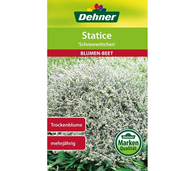 dehner-statice-schneewittchen-blumensamen-5x0-7g-trockenblume image 1