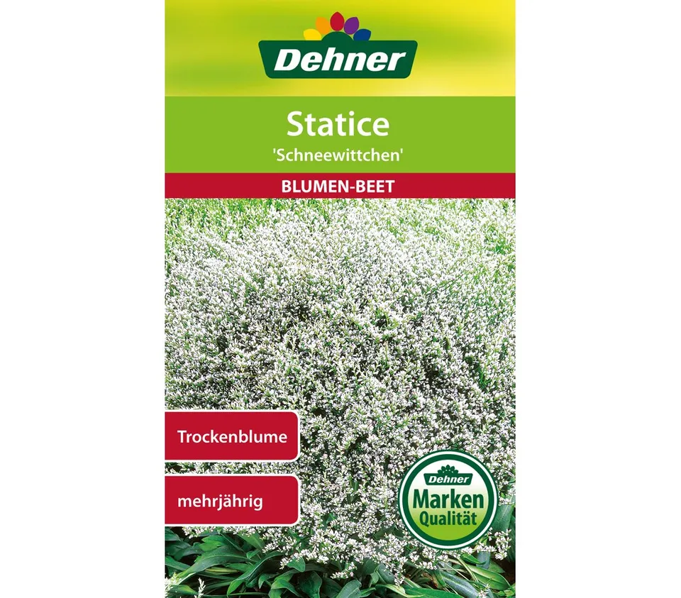 dehner-statice-schneewittchen-blumensamen-5x0-7g-trockenblume image 1