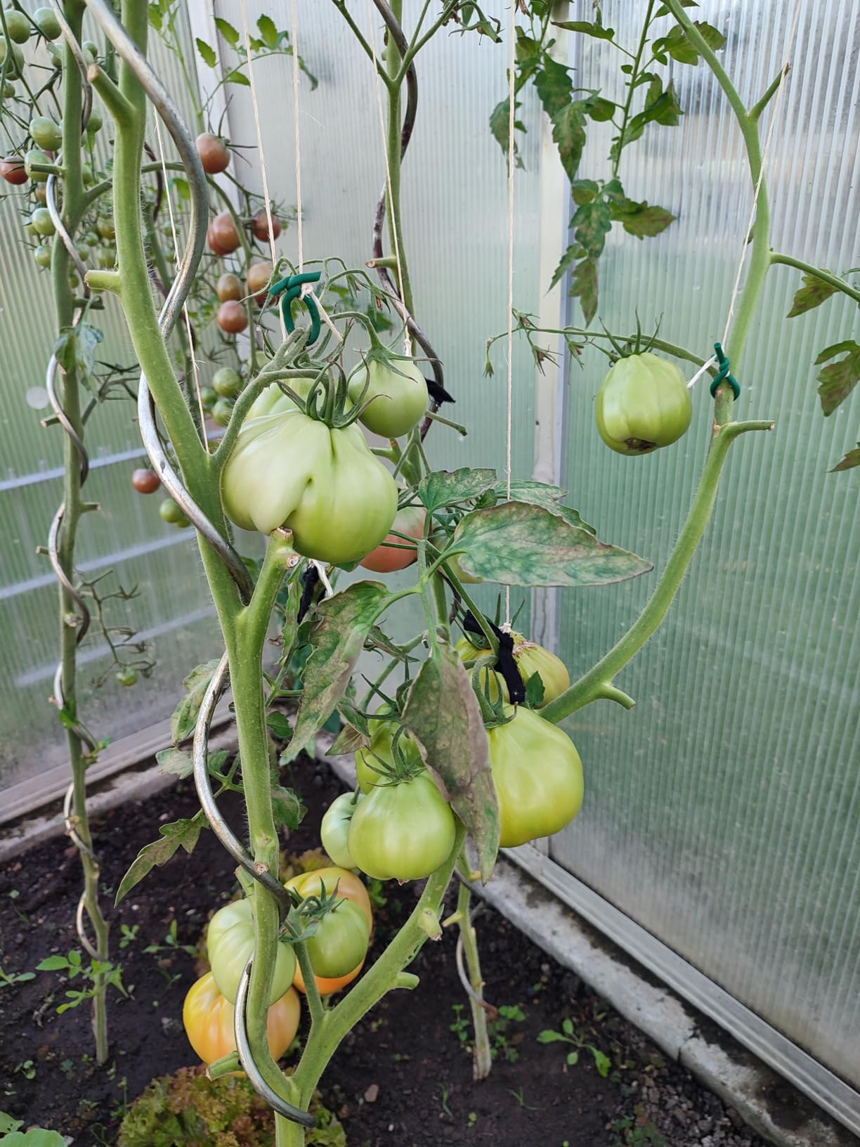 Tomaten wachsen gut