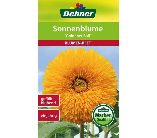 dehner-sonnenblume-goldener-ball-blumensamen-5er-pack-gef-llt image 1