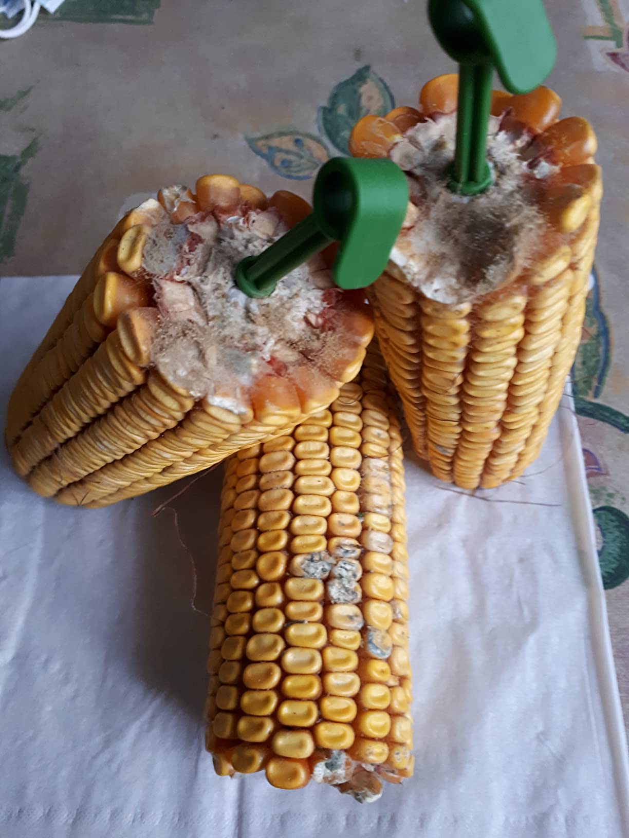 Kleiner Kolben