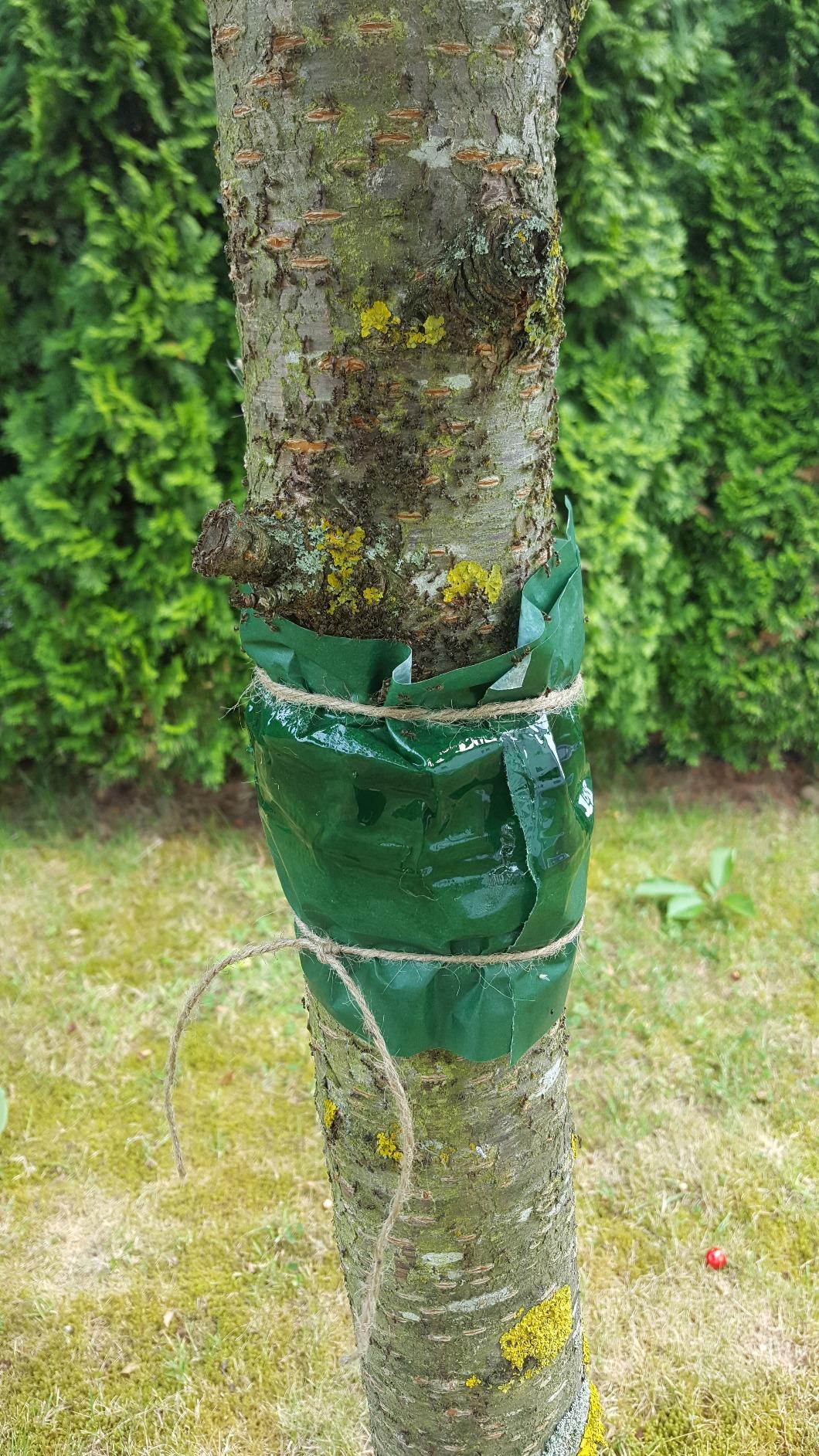 Klebt am Apfelbaum