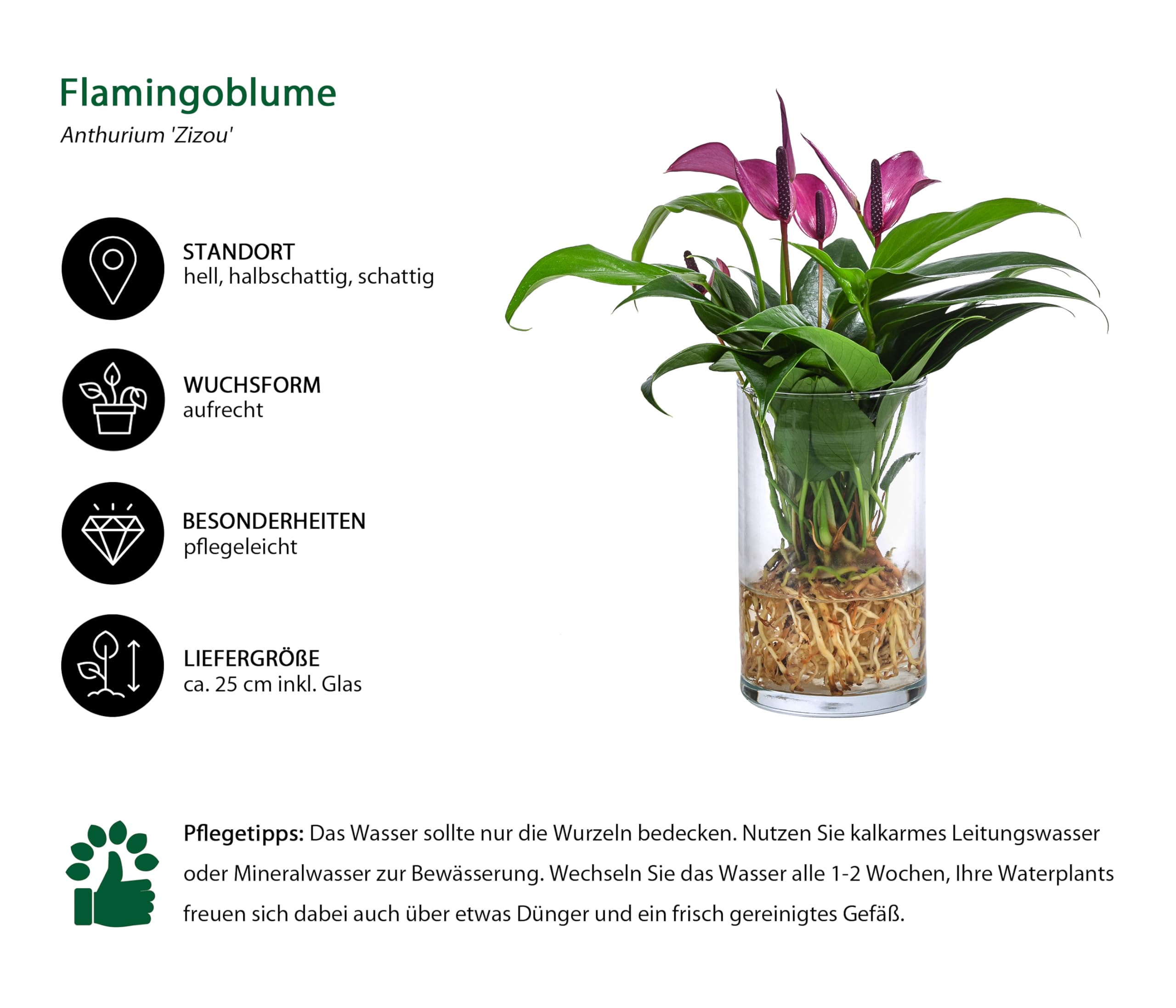 dehner-waterplant-flamingoblume-glas-lila-25cm image 2