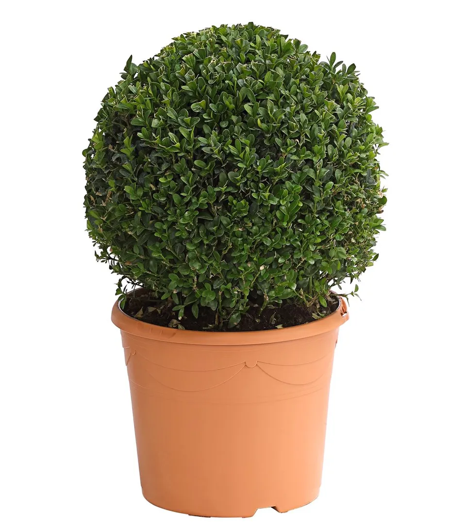 dehner-buchsbaum-kugel-30-cm-5-l-topf-gartenpflanze image 1