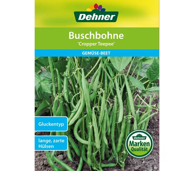 dehner-cropper-teepee-buschbohne-samen-5er-pack-fadenlos image 1