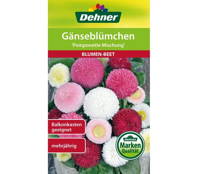 dehner-g-nsebl-mchen-pomponette-blumensamen-5er-pack-gef-llt image 1