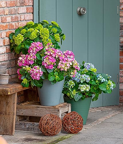 dehner-weidenkugel-weidengeflecht-deko-30-cm-braun image 5