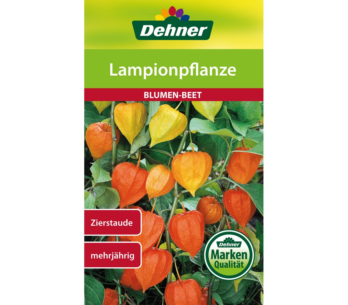 dehner-lampionpflanze-blumensamen-5er-pack-mehrj-hrig image 1
