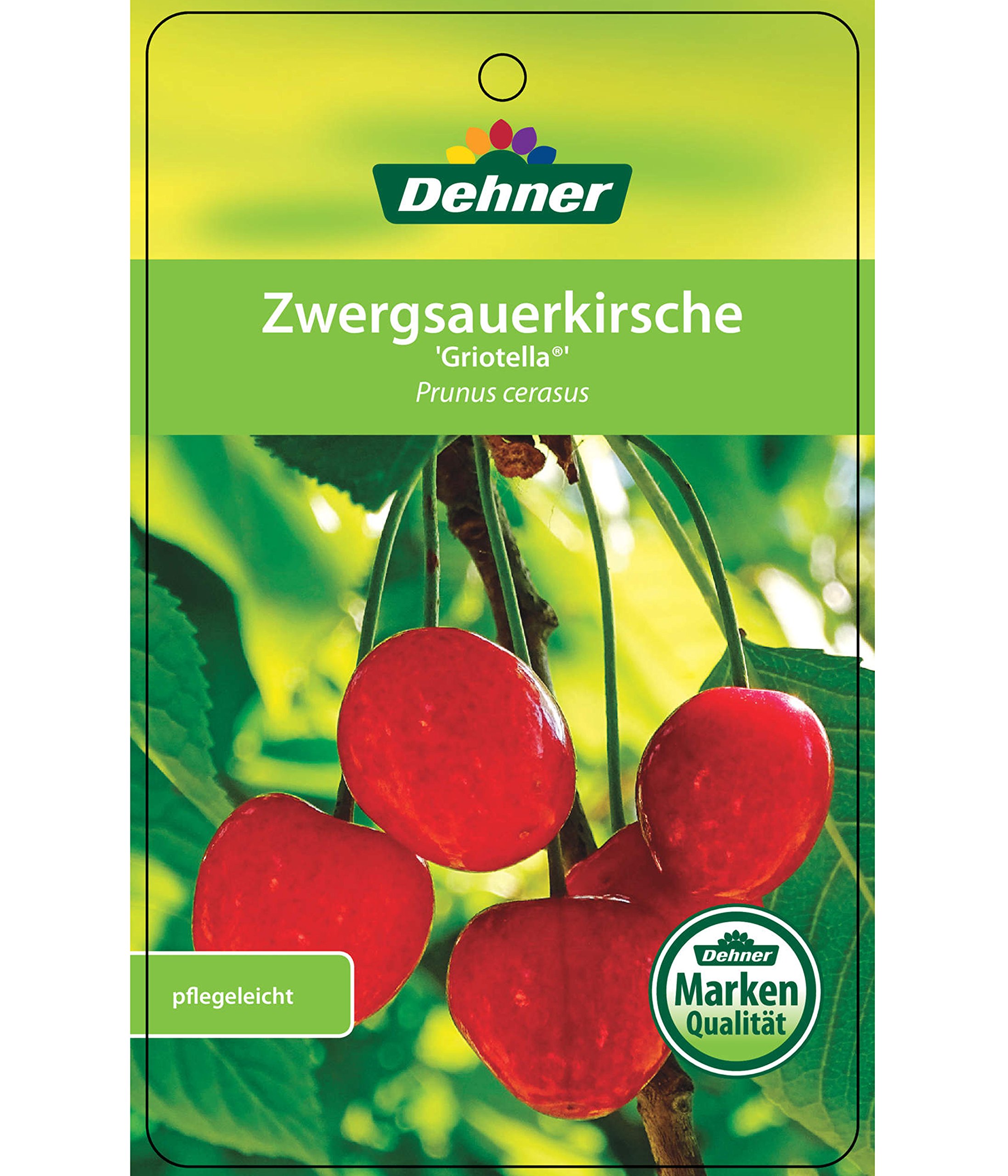 dehner-griotella-zwergkirsche-80-90-cm-6-l-sauer-selbstbefruchtend image 3
