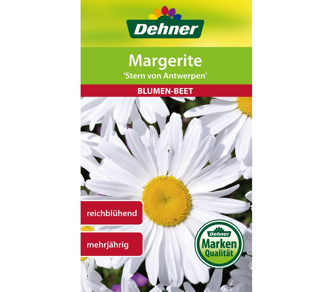 dehner-margerite-stern-von-antwerpen-blumensamen-5x2g-mehrj-hrig image 1