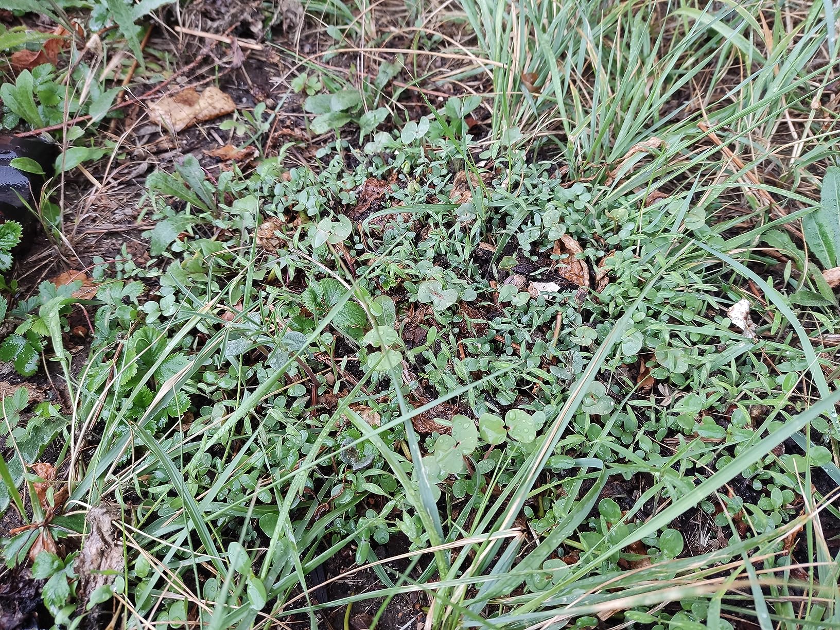 Bienen da