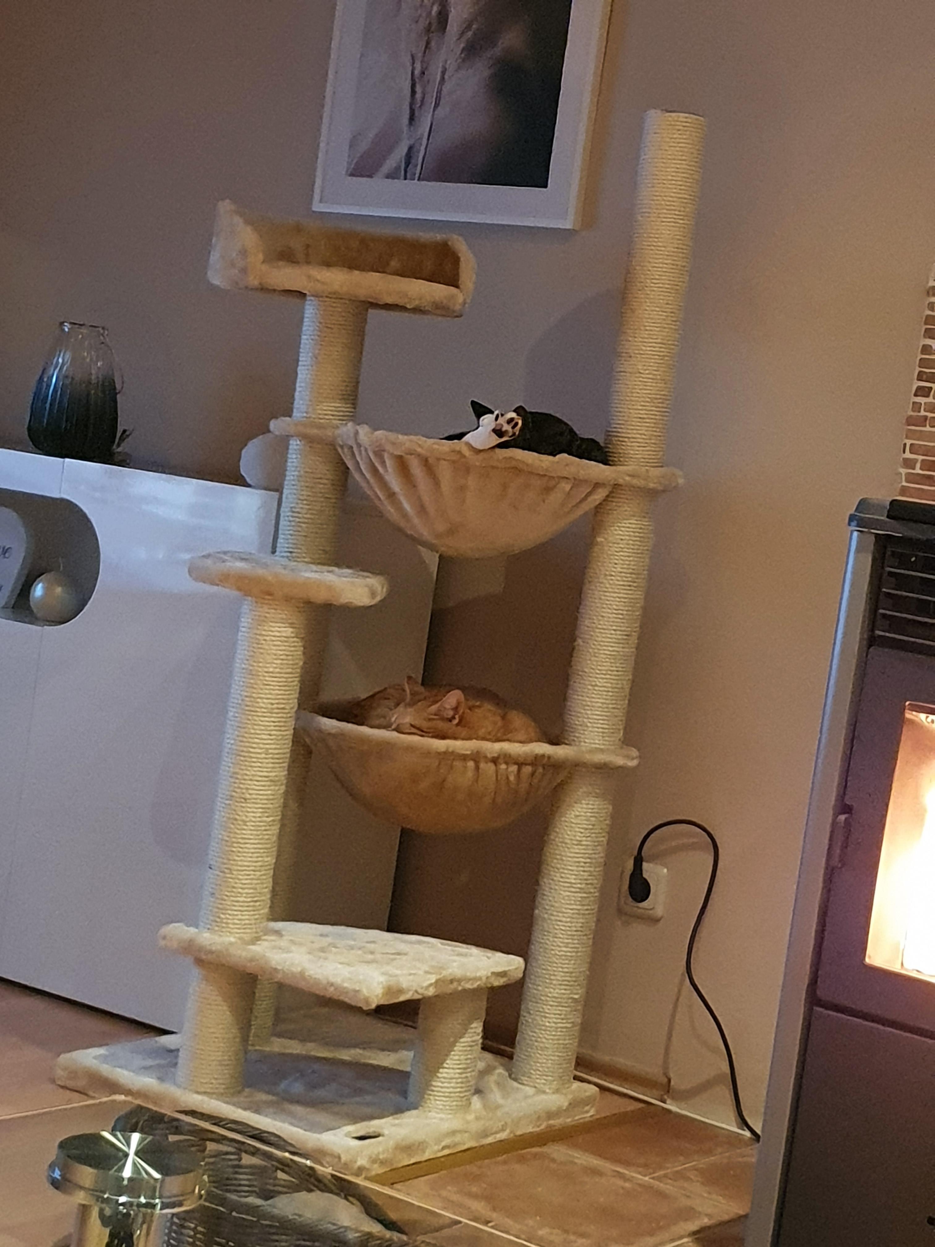 Sisal hält