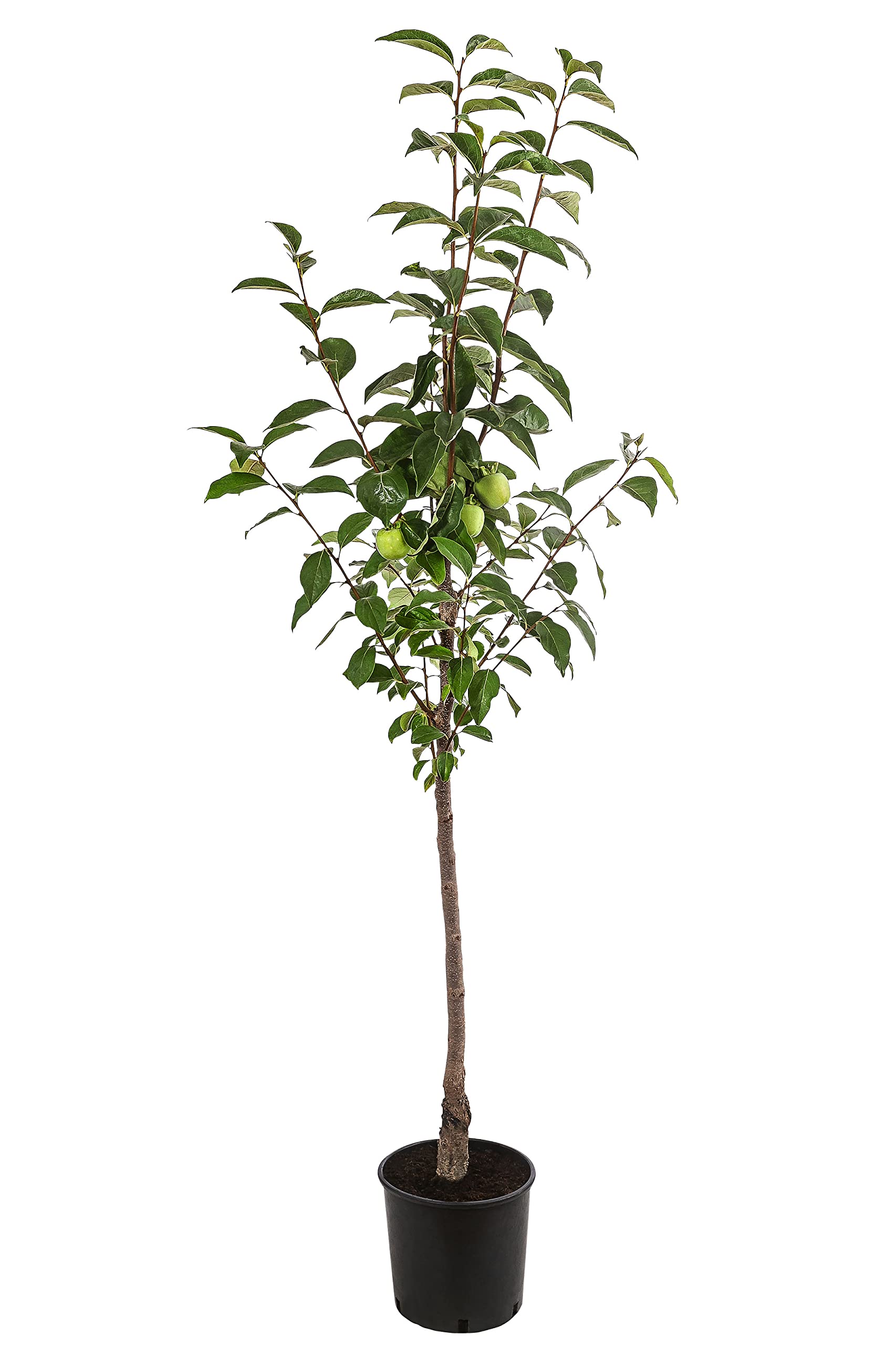 dehner-ragno-kaki-pflaume-150-200-cm-9-5-l-s-mild image 2