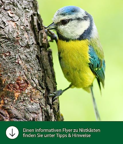 dehner-natura-nistkasten-livorno-32-mm-kiefernholz-blau-vogelnistkasten image 6