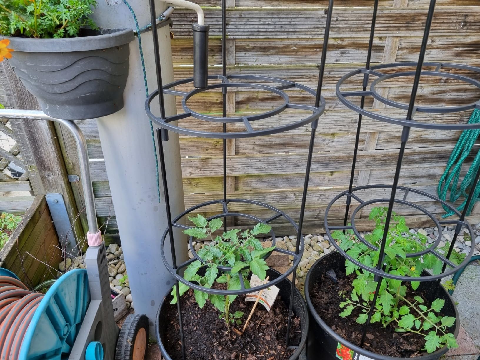 Tomaten wachsen