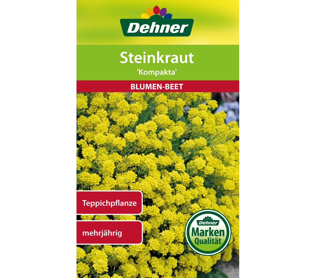 dehner-steinkraut-kompakta-blumensamen-gelb-5er-pack image 1