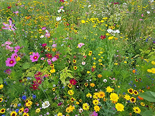 dehner-natura-schmetterlingswiese-blumensamen-250-g-mehrj-hrig image 4