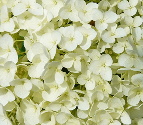 dehner-strong-annabelle-hortensie-creme-wei-3-l-topf image 8