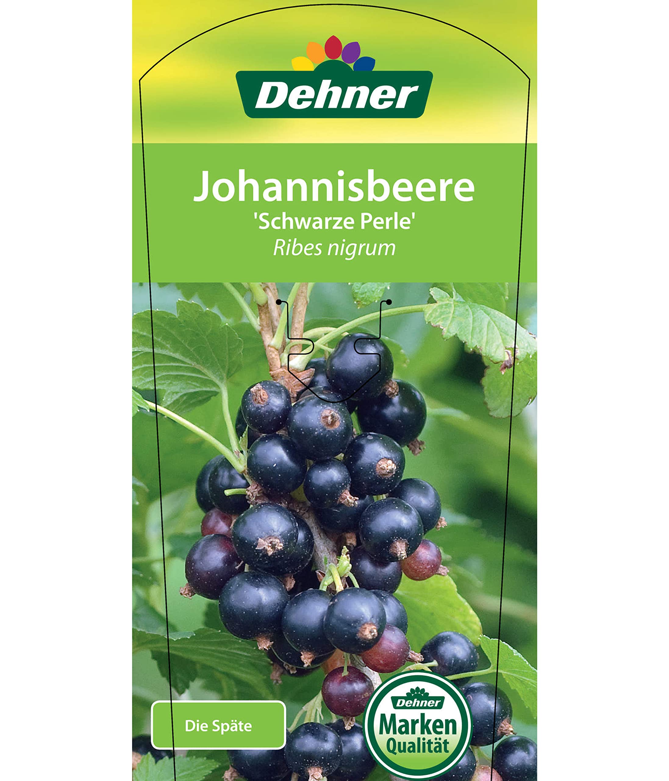 dehner-johannisbeere-schwarze-perle-beerenstrauch-70-80-cm image 3