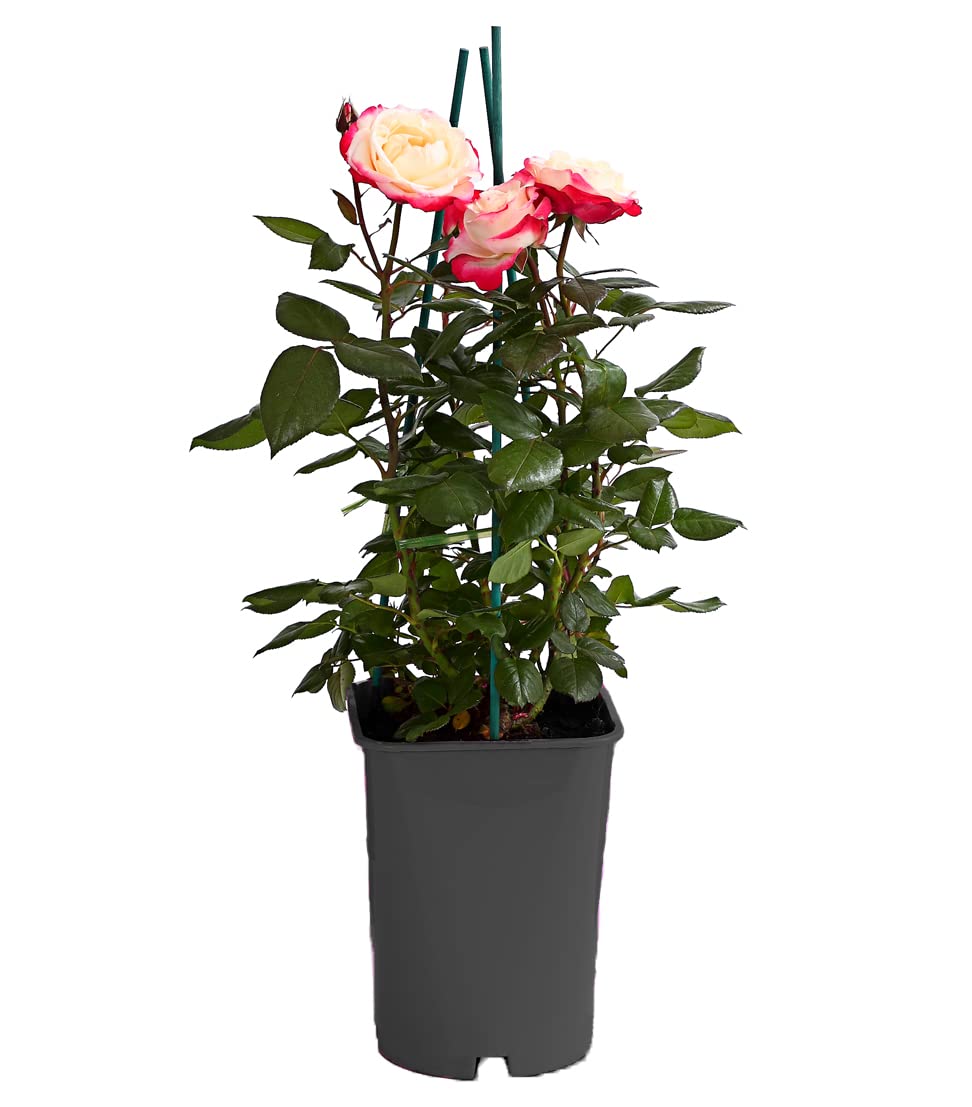 dehner-nostalgie-edelrose-creme-rot-duftend-6-l-topf image 2
