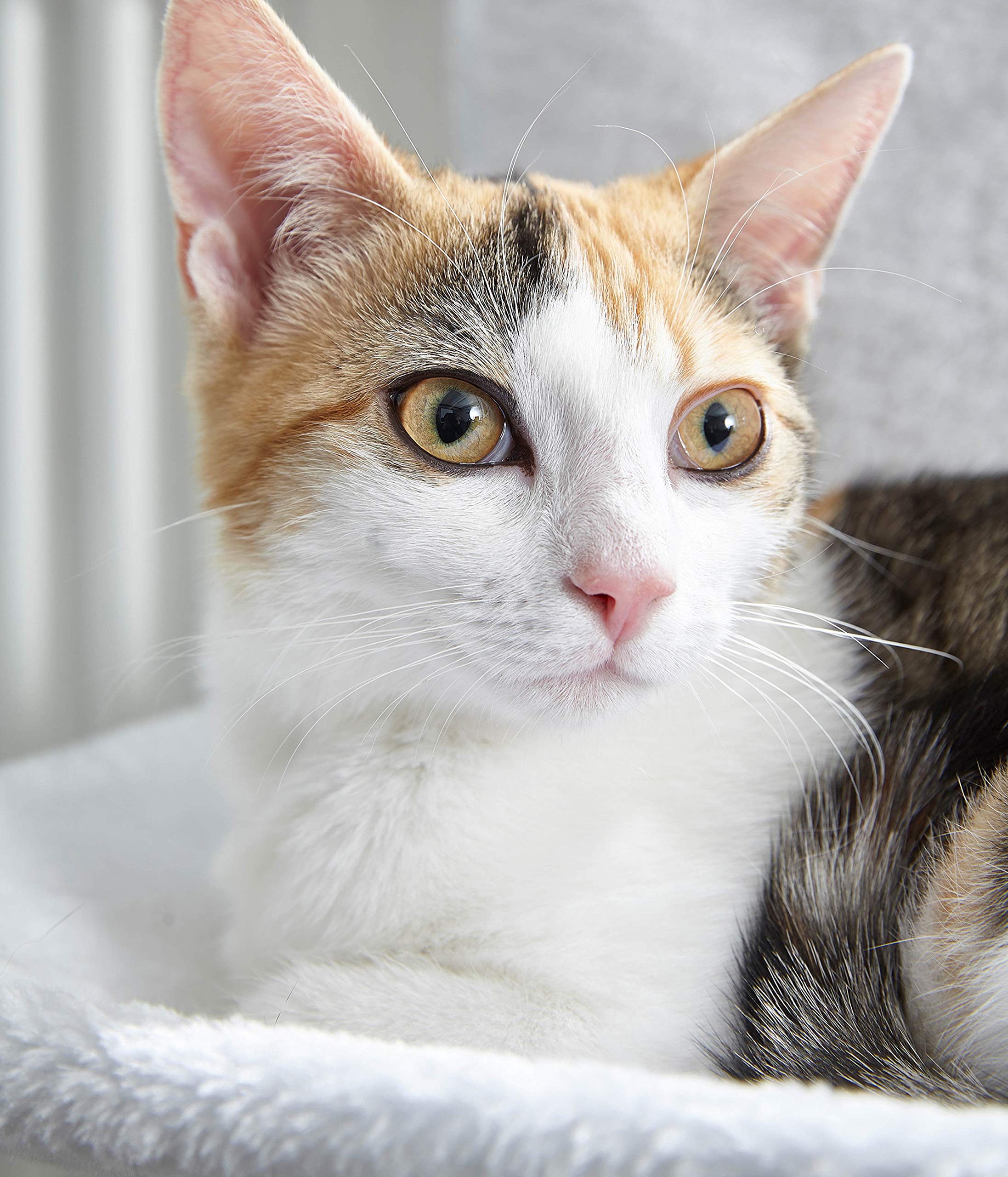 dehner-lieblinge-homey-katzen-h-ngematte-wei-heizk-rper image 3