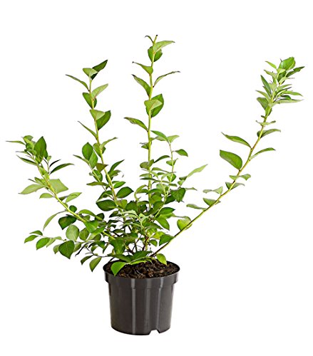 dehner-heidelbeere-reka-40-60-cm-2-l-topf-halbschattig image 7