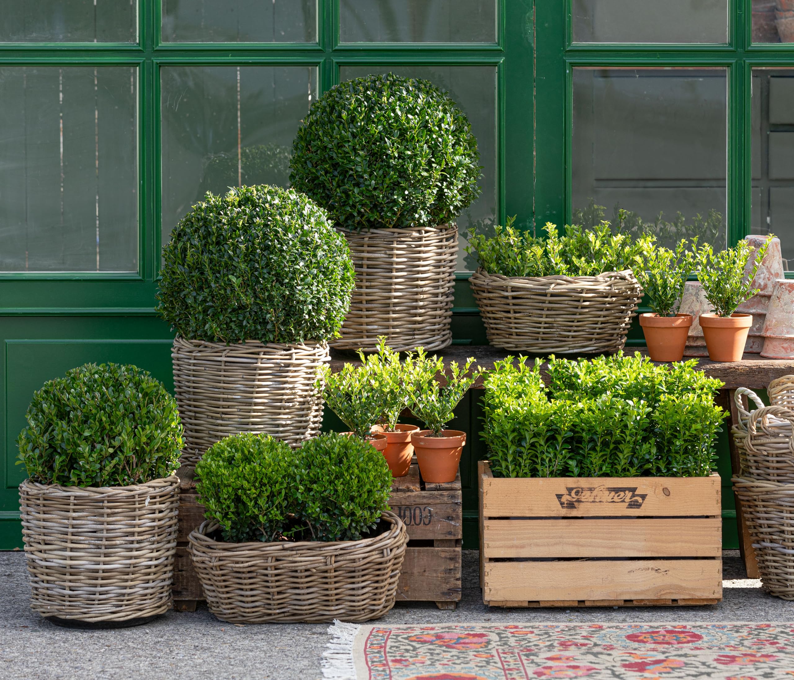 dehner-buchsbaum-kugel-30-cm-5-l-topf-gartenpflanze image 5