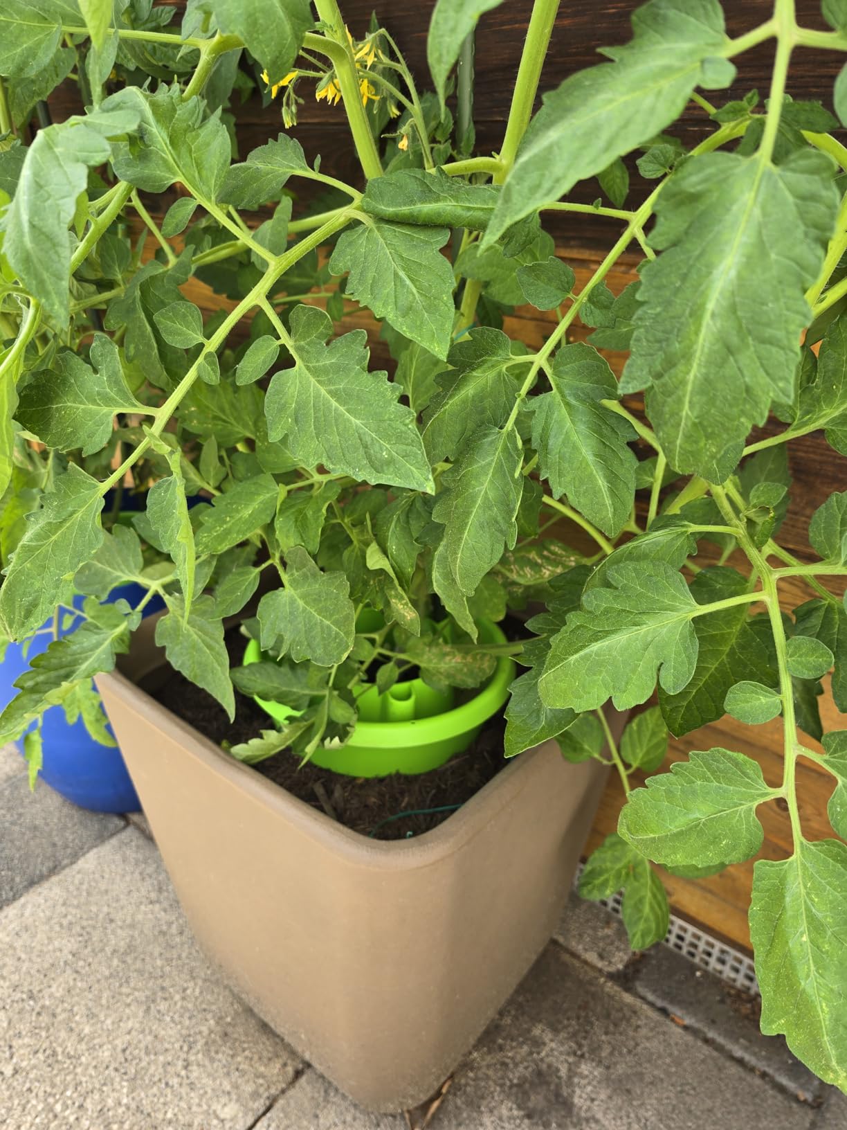 Für Tomaten